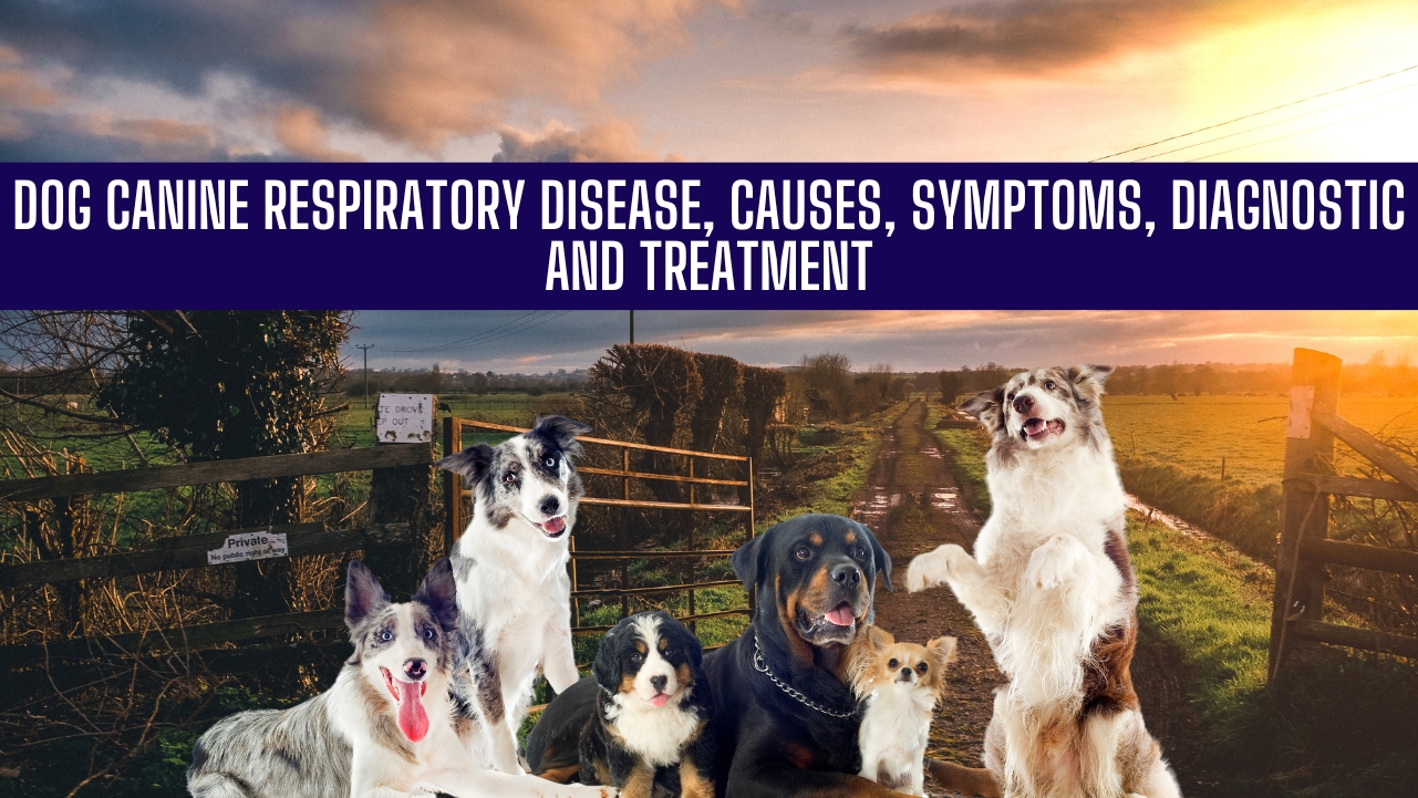 Dog Canine Respiratory Disease, Causes, Symptoms, Diagnostic and Treatment
